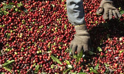 Safra de café 2025/26 do Brasil deve cair 5%, estima Safras