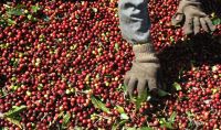Futuros do café avançam após Trump anunciar tarifas de 50% ao Brasil