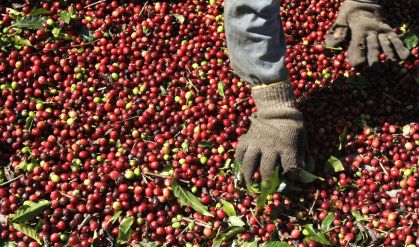 Trabalhador seleciona grãos de café arábica em Minas Gerais
