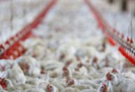 União Europeia e 9 países suspendem compra de frango brasileiro; veja lista