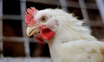 Brasil não registra novos casos e vai se declarar livre de gripe aviária