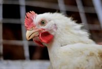 Preço do frango não desaba, e só cai 1% a 2% na semana após gripe aviária