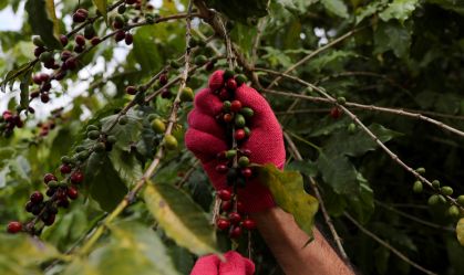 Preço do café dispara com produção global ameaçada por condições climáticas