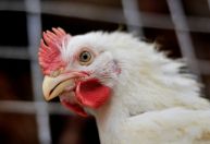 Imposto do frango: tarifa de 1963 molda mercado de picapes dos EUA; entenda