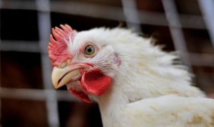 Imposto do frango: tarifa de 1963 molda mercado de picapes dos EUA; entenda