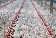 União Europeia também suspendeu compra de frango brasileiro, diz Fávaro