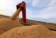 Com efeitos climáticos, Conab reduz projeção para safra de soja, mas ainda prevê recorde