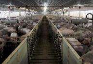 Preço dos suíno vivo sofre maior desvalorização em um ano
