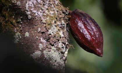 Estudo sugere sistema de métricas e metas para bioeconomia