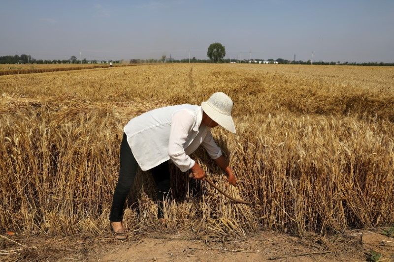 China puede aumentar las importaciones de trigo debido a la cosecha afectada por las lluvias