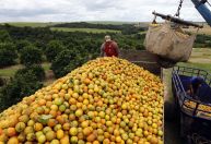 Tarifaço: quais impactos para suco de laranja brasileiro exportado aos EUA?