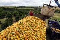 Setor de suco de laranja estima prejuízo de R$ 1,54 bi com tarifaço