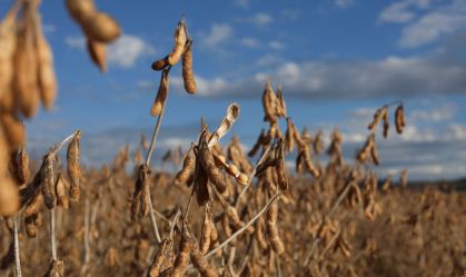 Safra de soja pode atingir 176 milhões de toneladas, aponta Biond Agro