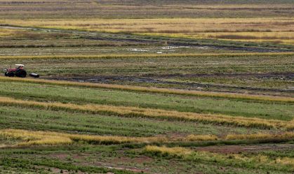 Após "crise do arroz", Plano Safra dá incentivo à produção do grão na agricultura familiar