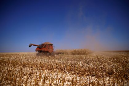 Plantação de milho em fazenda próxima à Brasília