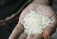 Colheita da safra 2023/24 de arroz no RS tem queda de 1% ante 2022/23, diz Irga