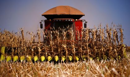 Colheita de milho atinge 21% de área cultivada e é a mais rápida da história, diz AgRural
