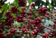 Exportação de café atinge recorde na safra 2023/24 após alta em junho, aponta Cecafé
