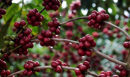 Exportação de café atinge recorde na safra 2023/24 após alta em junho, aponta Cecafé