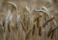 Índia deve produzir recorde de 115,4 mi t de trigo, diz governo