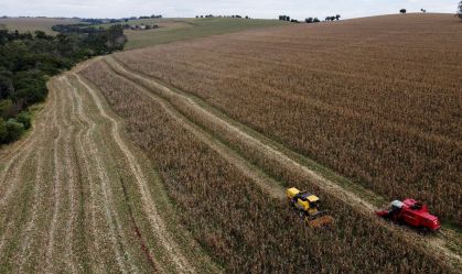 Em alta, colheita da 2ª safra de milho atinge 95% no centro-sul do Brasil, diz AgRural