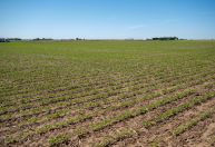 Abiove eleva previsão de safra e exportações de soja do Brasil em 2025