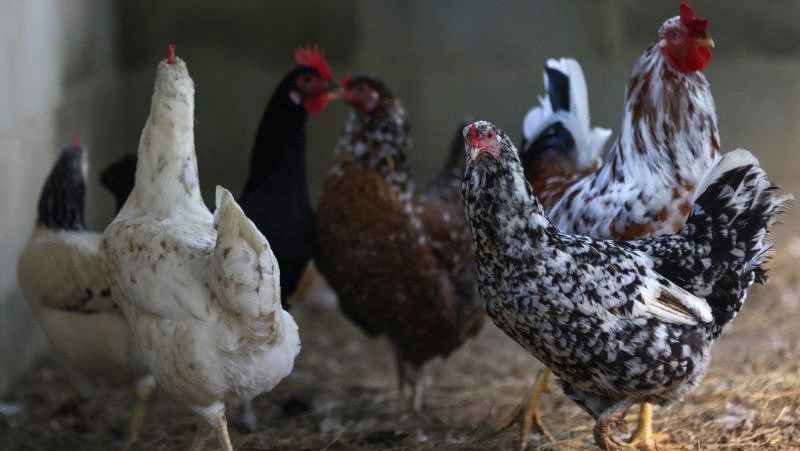 Governo descarta gripe aviária em última granja comercial sob investigação | cnn brasil