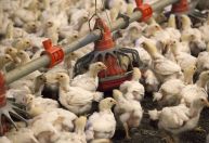 Exportações de aves para China podem ser liberadas antes do previsto