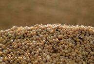 SLC Agrícola mais que dobra lucro do 1º tri