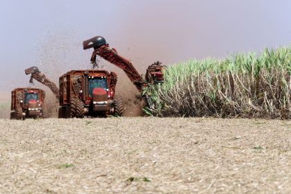 Colheitadeiras em plantação de cana-de-açúcar