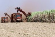Incêndios em canaviais aumentam pressão sobre açúcar no Brasil