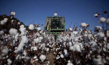 Safra 2024 terá produção maior de algodão, feijão, arroz e trigo, prevê IBGE