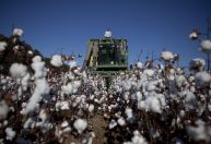 Safra 2024 terá produção maior de algodão, feijão, arroz e trigo, prevê IBGE