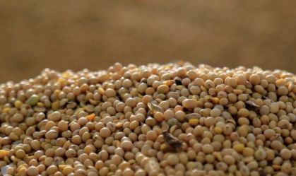 Queda do prejuízo no 4º tri estava dentro do esperado, diz SLC Agrícola