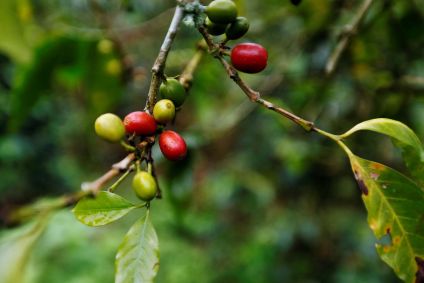 Café em plantação de Pueblorrico, na Colômbia