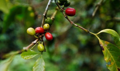 Café robusta tem nova queda e se afasta de alta recorde
