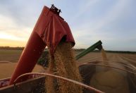Pesquisa expande possibilidades para produção sustentável de soja