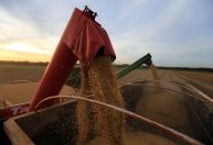 Exportação de soja do Brasil deve recuar quase pela metade em novembro, aponta Cargonave