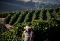Produção de café do Brasil deve cair 4,4% em 2025, prevê Conab