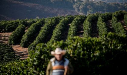 Brasil exporta recorde de 4,9 milhões de sacas em outubro, segundo Cecafé
