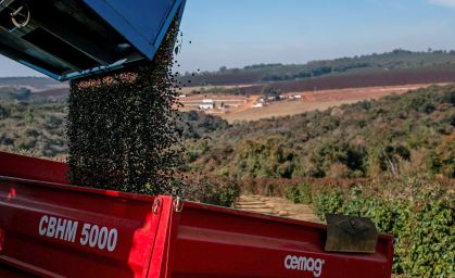 Colheita de café em Minas Gerais