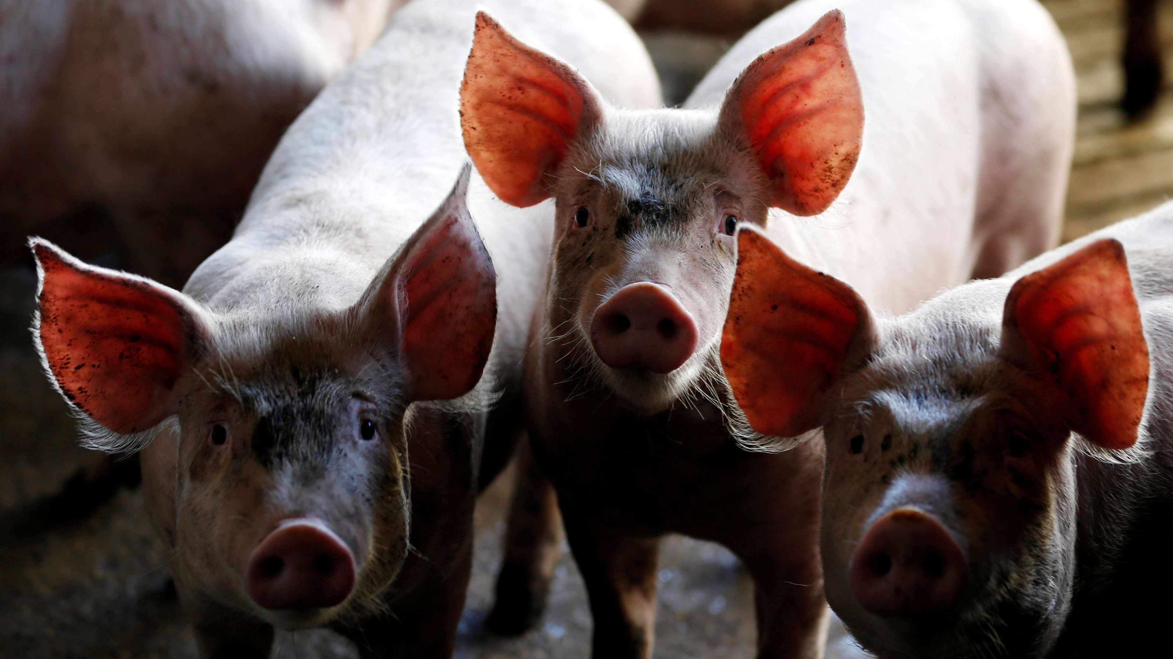 Imagem de destaque do post: Malásia aprova importação de carne suína e miúdos do Brasil, diz ministério