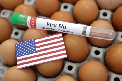 Foto ilustrativa mostra um tubo de ensaio rotulado com "Gripe aviária", ovos e bandeira dos EUA