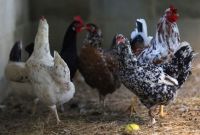 Gripe aviária: granja próxima ao 1º foco abate 60 mil frangos por precaução