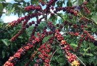 Preço do café tem primeira queda em um ano e meio, mostra IPCA