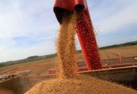 Importações de soja do Brasil pela China aumentam 13,9% em julho