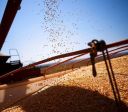 Conab eleva previsão de safra de milho e exportação de soja no Brasil