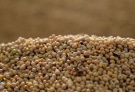 Soja sobe em Chicago após Trump citar possível aumento das compras chinesas