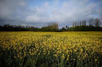 Corteva e bp produzirão matéria-prima para biocombustíveis