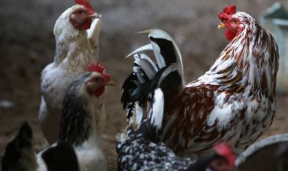 MBRF: Reabertura da China para frango do Brasil abre oportunidades